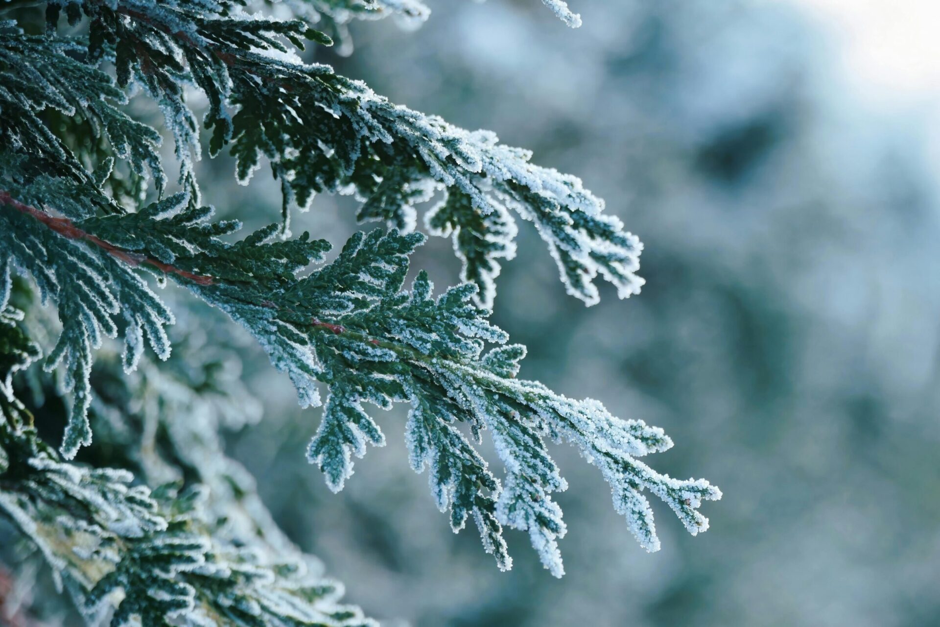 Frost-covered evergreen branches with a blurred background, showcasing intricate details and a serene winter atmosphere. No landmarks or people visible.