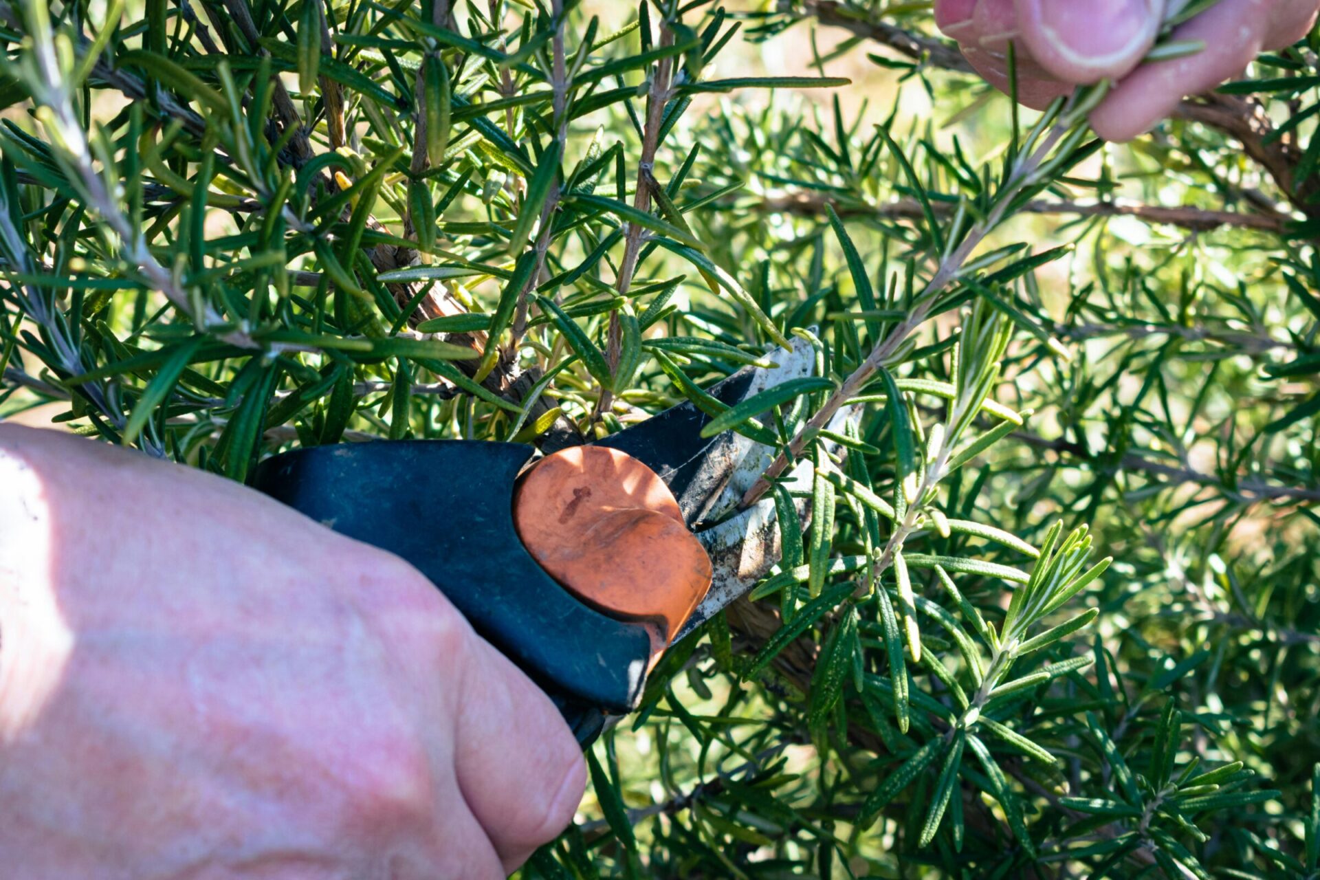 A person uses secateurs to trim a rosemary plant, focusing on the green leaves and careful pruning technique in a sunny setting.