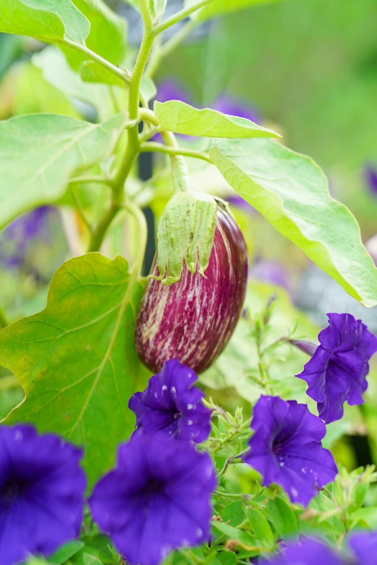 Close-up of a striped eggplant growing among vibrant purple flowers and lush green leaves in a garden setting.