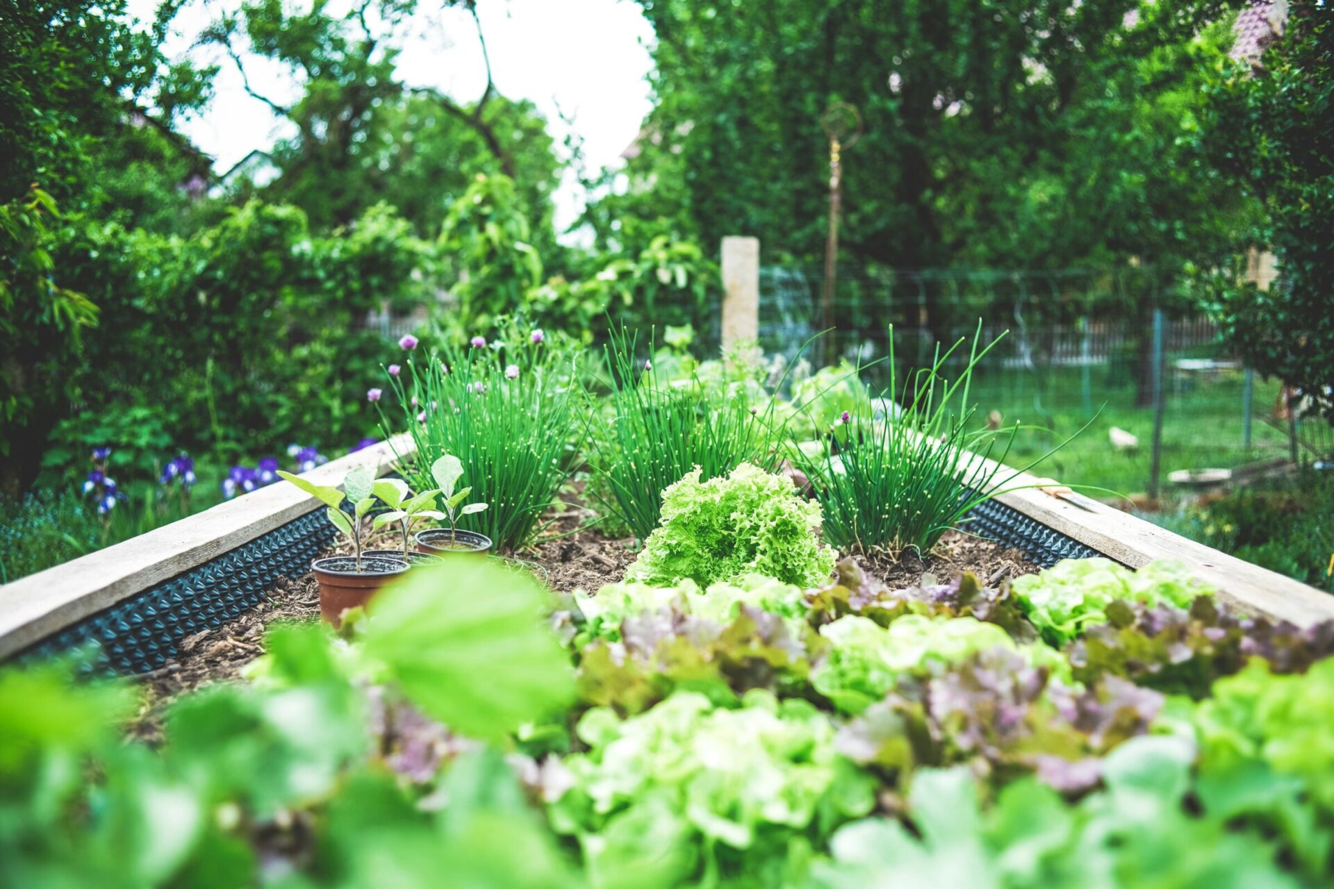 Lush vegetable garden with vibrant lettuce, chives, and small plants in a raised bed. Surrounded by trees and a wire fence.
