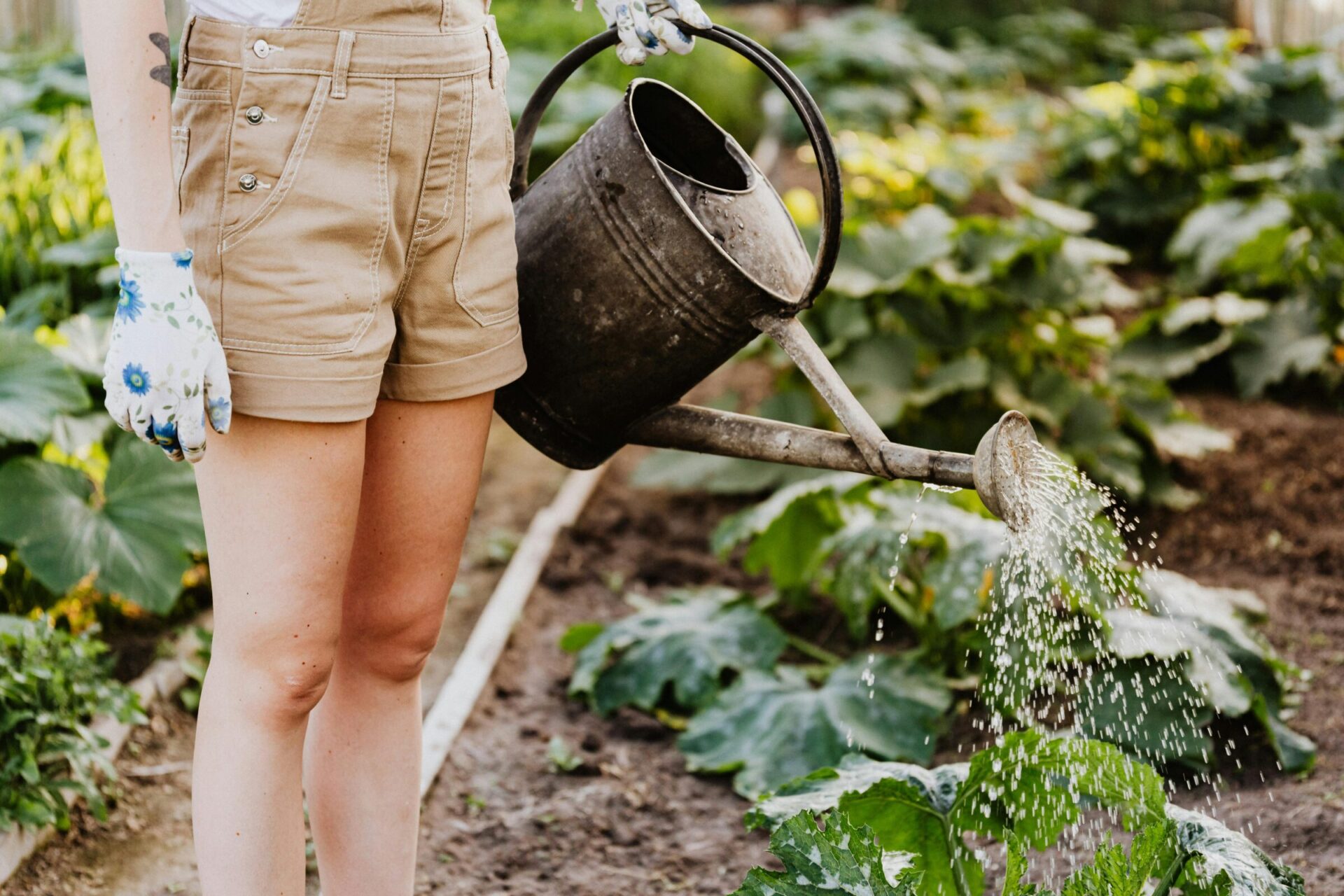 A person, wearing shorts and floral gloves, waters plants in a garden using a metal watering can on a sunny day.